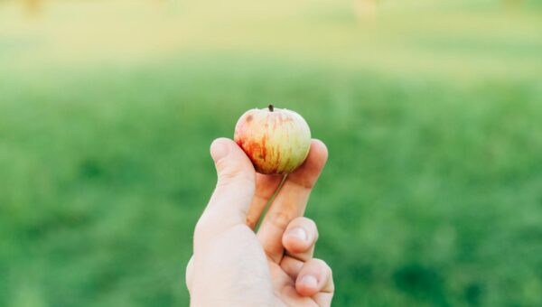 John Ternus Named Apple CEO as Tim Cook Transitions to Chairman Role